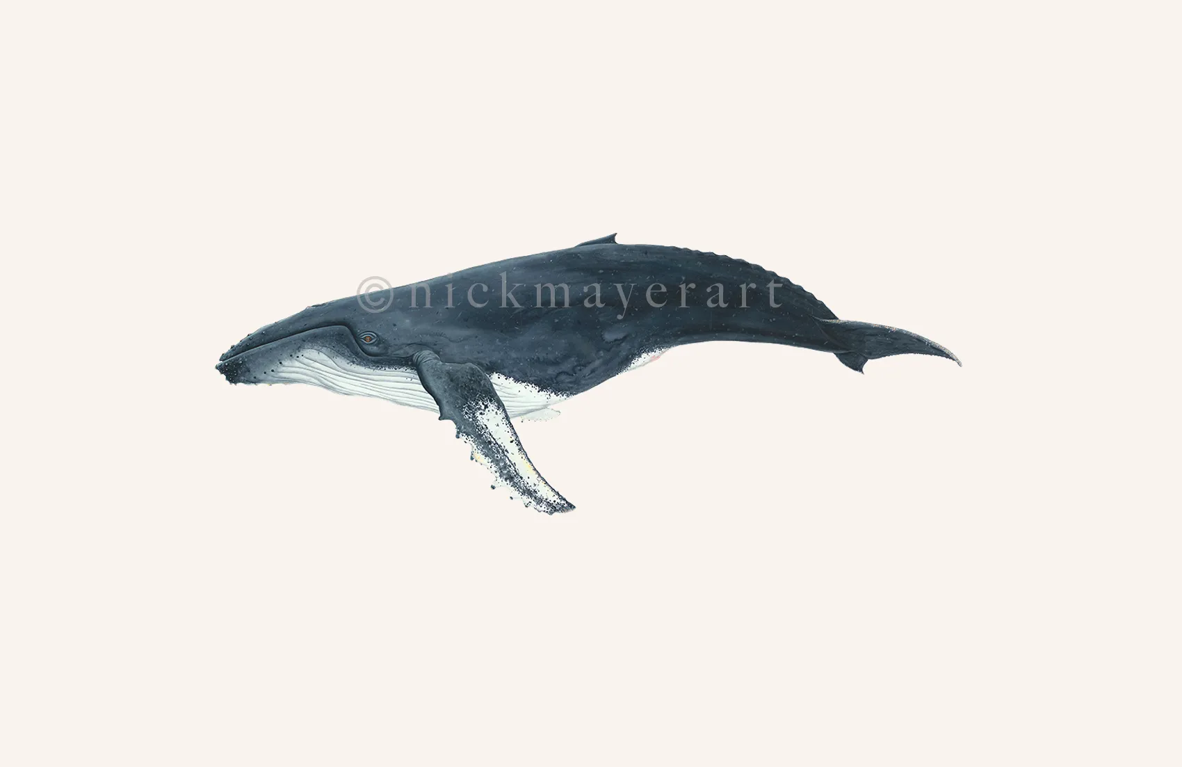 Humpback Whale Print