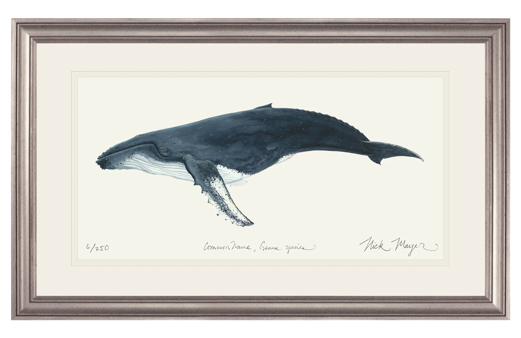 Humpback Whale Print