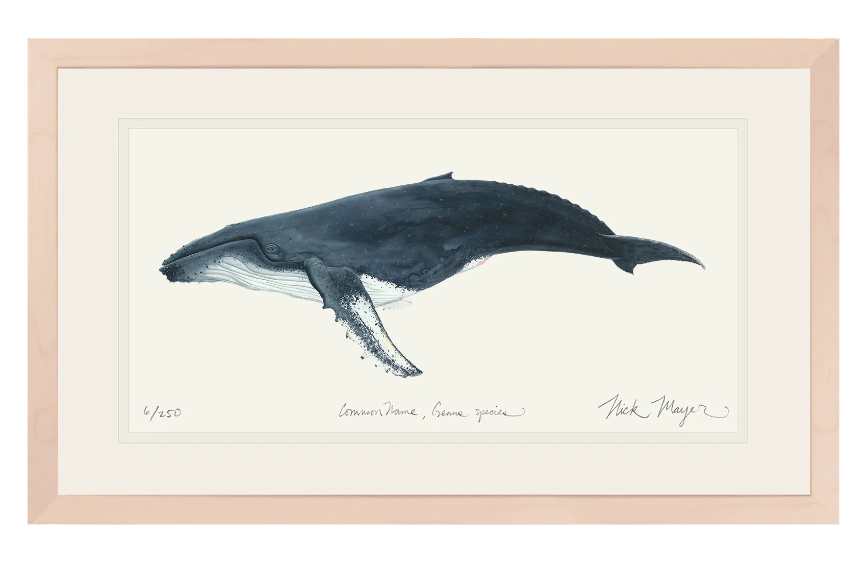 Humpback Whale Print