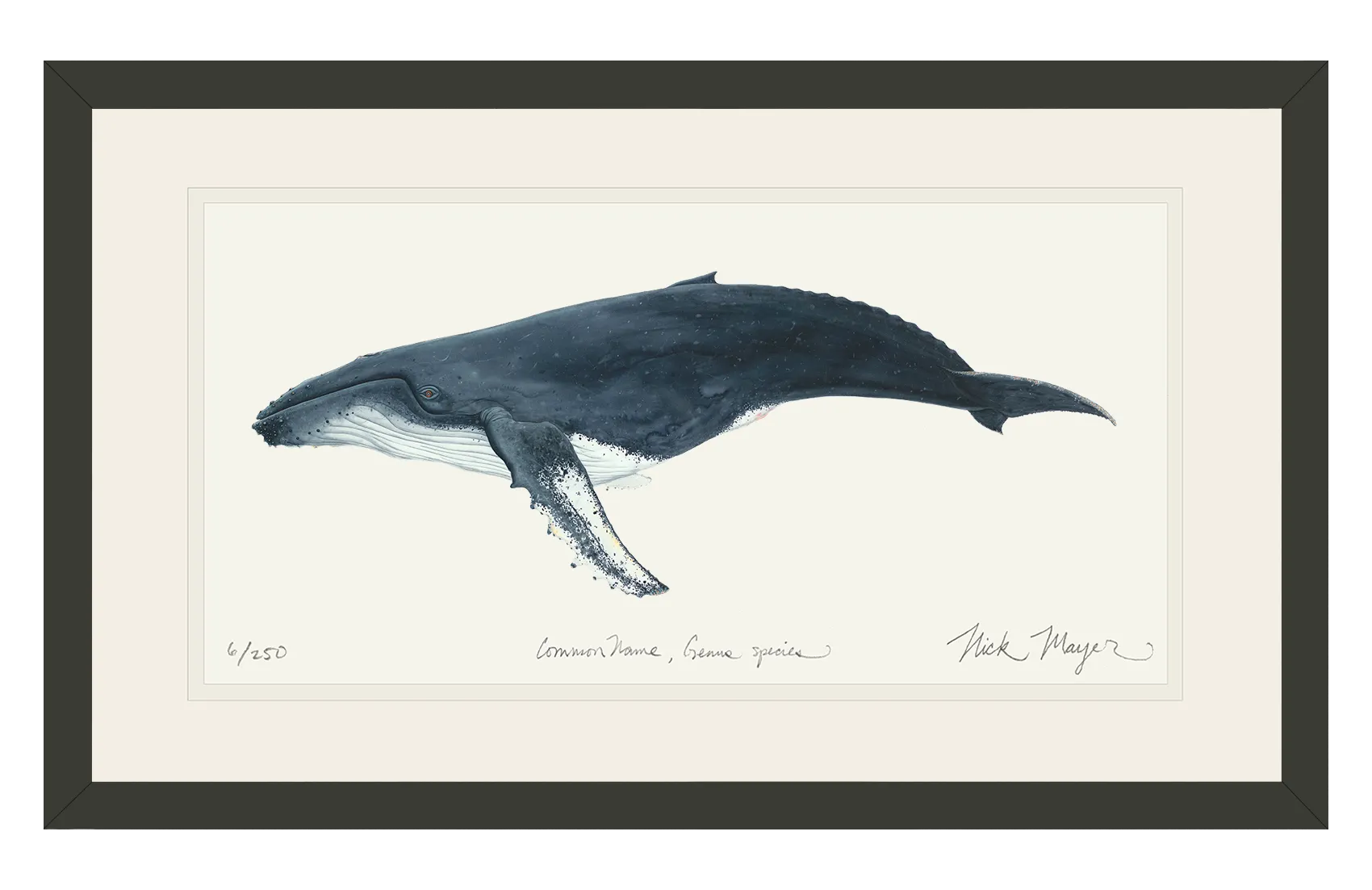 Humpback Whale Print