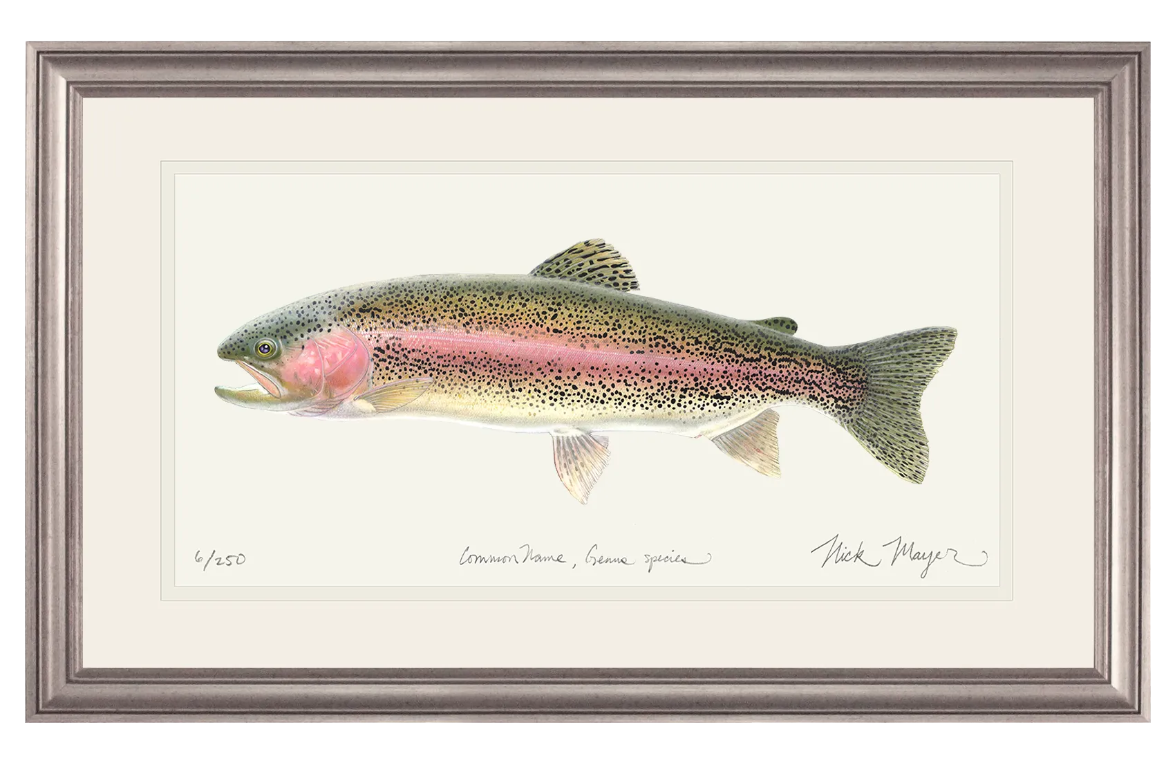 Rainbow Trout Print - Best Seller