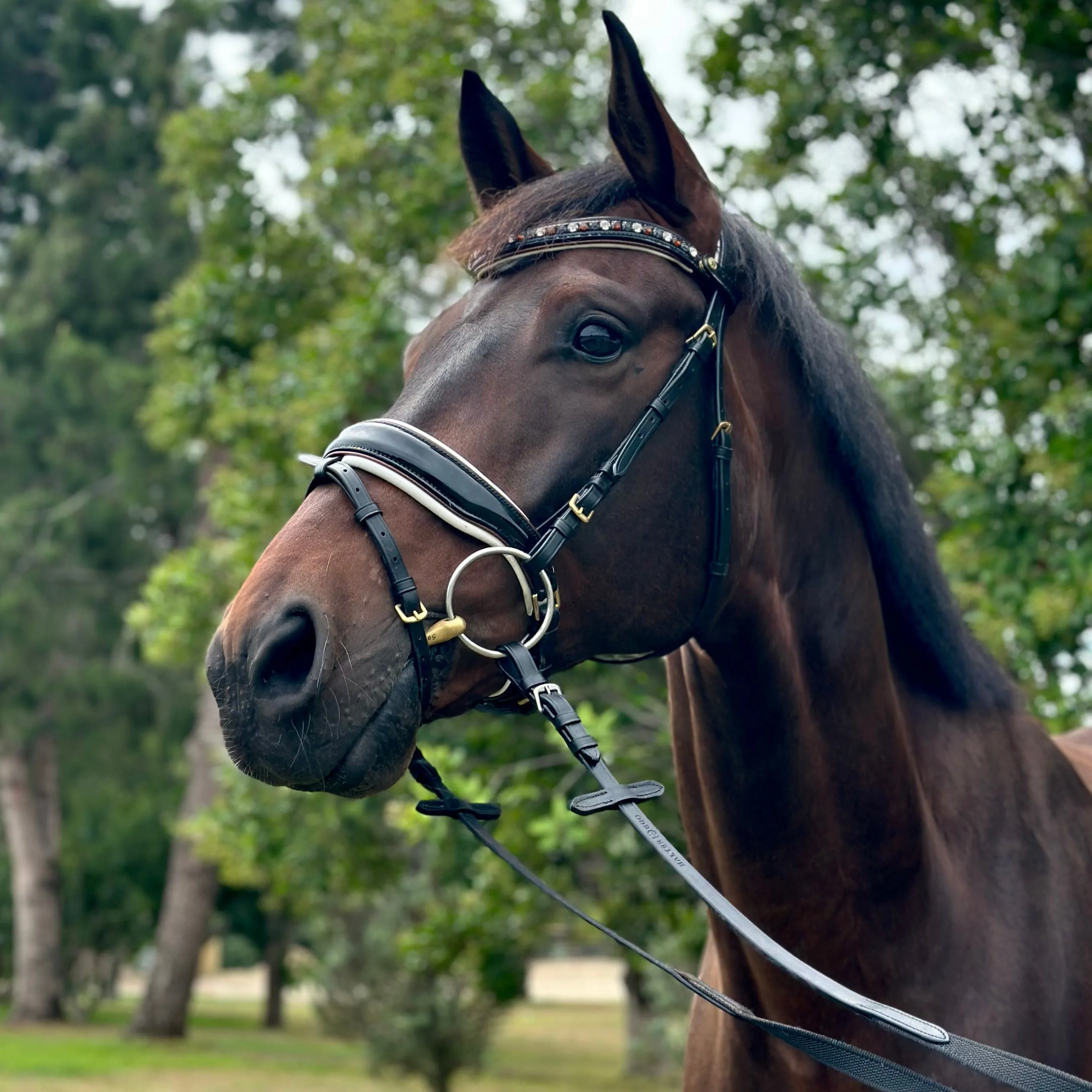 Taos Black Patent Leather Snaffle Bridle